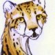 An ink and watercolor drawing of a kind cheetah
