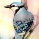 watercolor bluejay painting by ladymeow