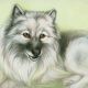 color pencil drawing of a keeshhound by ladymeow