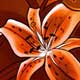 orange lilies, original character art by ladymeow
