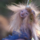little wildwoman pixie, an ooak fairy sculpture by ladymeow